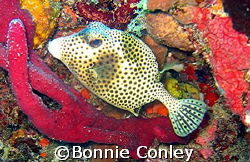 Spotted Trunkfish seen in St. Maarten.  Photo taken Augus... by Bonnie Conley 